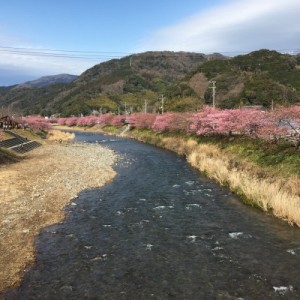 静岡 伊豆　河津桜祭り